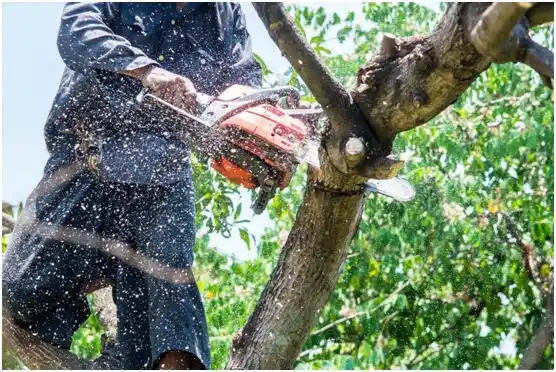 tree services Peaceful Valley